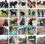 郑州新密阿拉斯加大型养狗基地图片1