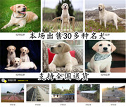 黄冈英山金毛大型养狗基地图片0