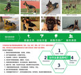 合肥庐江比特犬大型养狗场图片
