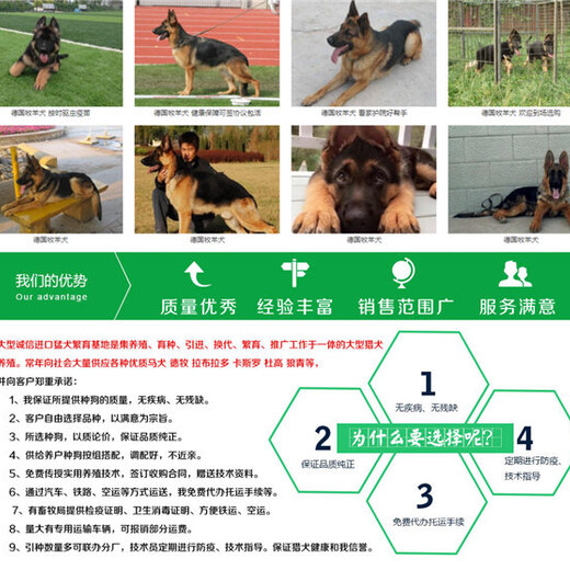 绵阳三台黑狼犬狗场电话