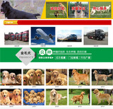 黄冈英山金毛大型养狗基地图片2