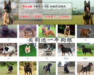 广安岳池金毛大型养狗基地图片5