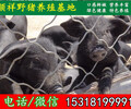 贵州出售野猪苗大型猪场地址