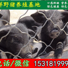 海南杂交野猪市场价格图片
