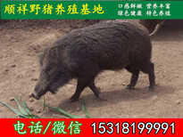西安野猪全国包送货图片5