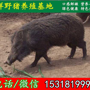 晋中杂交野猪养殖场