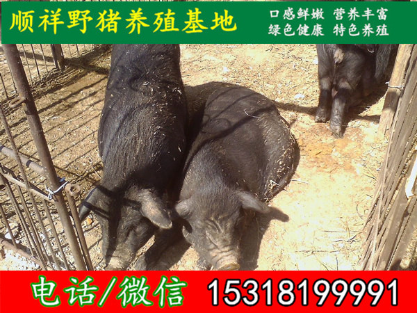 徐州种野猪大型养殖场