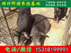 惠州散养野猪大型养殖场