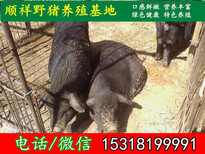 海南散养野猪市场价格图片5