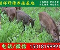 酒泉杂交野猪崽批发价格