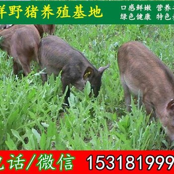 抚州纯种野猪大型养殖场