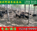 徐州杂交野猪崽散养基地