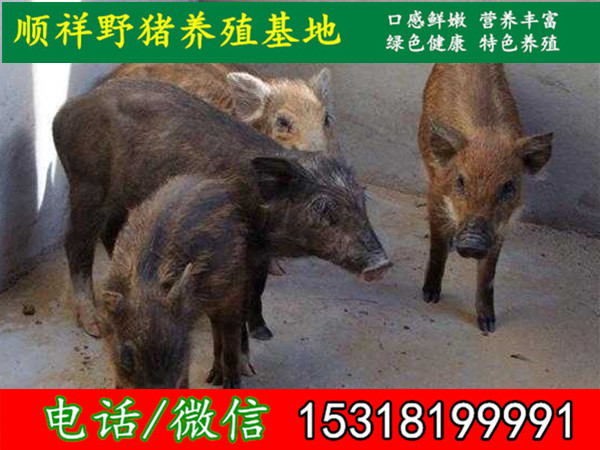 抚州纯种野猪大型养殖场