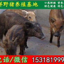 黑龙江野猪市场价格图片