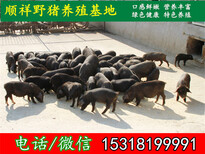 广西壮族自治纯种野猪去哪儿买图片5