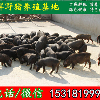 衢州纯种野猪养兔基地