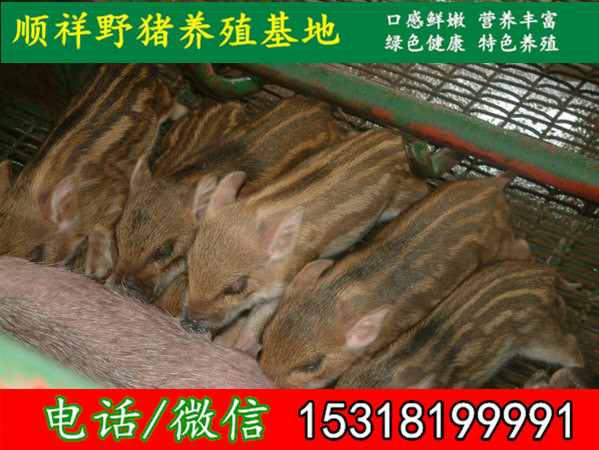 青岛杂交野猪养殖场