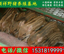 哈尔滨纯种野猪批发价格