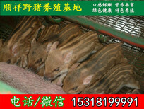 锦州特种野猪推荐单位图片1