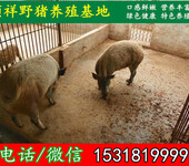 葫芦岛求购小野猪养殖场