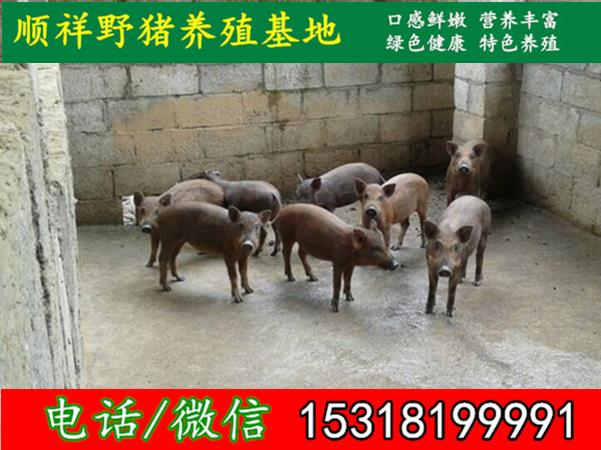 淄博野猪养殖场