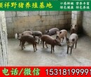 广西壮族自治二元杂交野猪专业养殖场