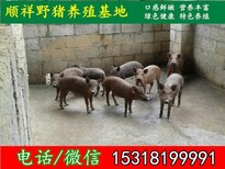 锦州特种野猪推荐单位图片0