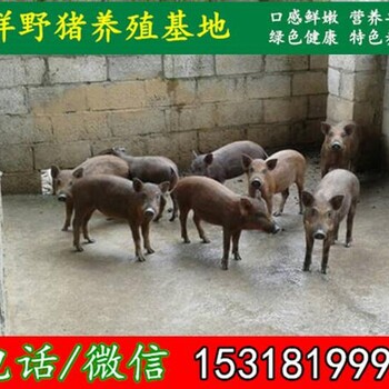武威散养野猪市场价格