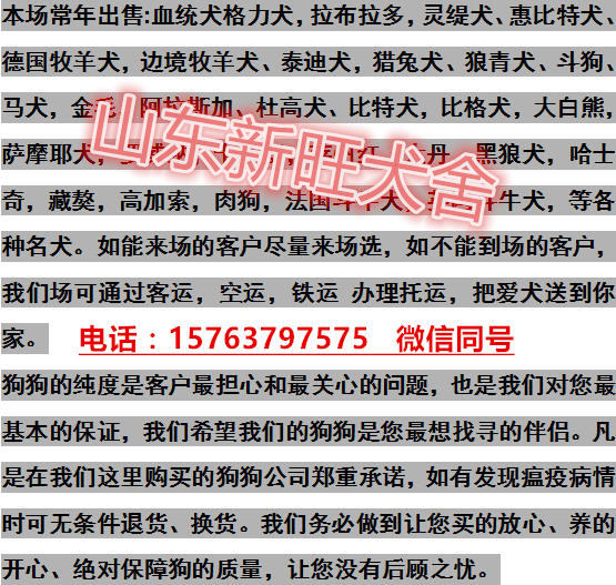 襄阳市训练好的马犬价格