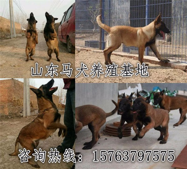 延安市什么地方出售马犬