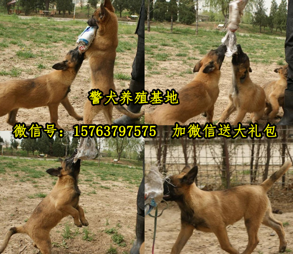 襄阳市训练好的马犬价格