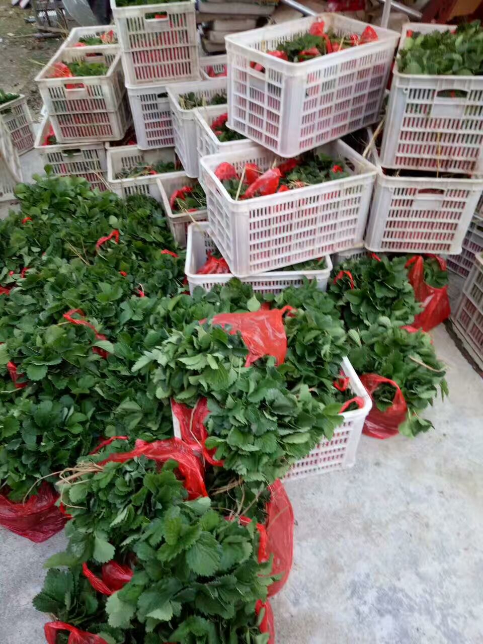 江苏草莓苗稳产种植技术