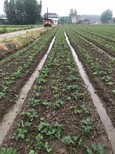 上海法兰的草莓苗好销售的新品种图片3