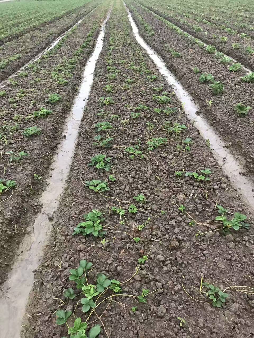 湖北奶油草莓苗种植方法