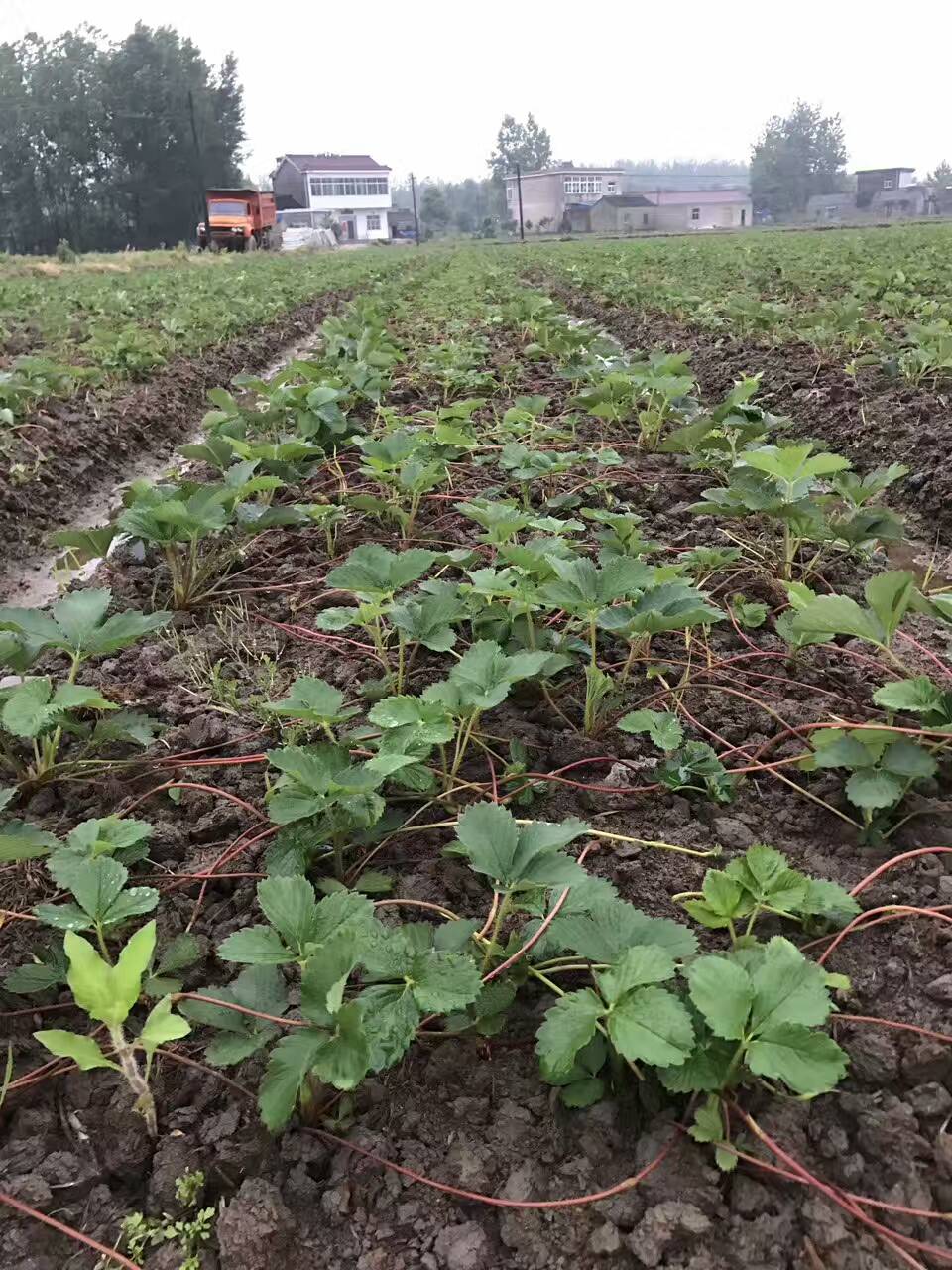 河南爱莎草莓苗基地