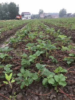 内蒙古香蕉草莓苗成熟期果子价格高