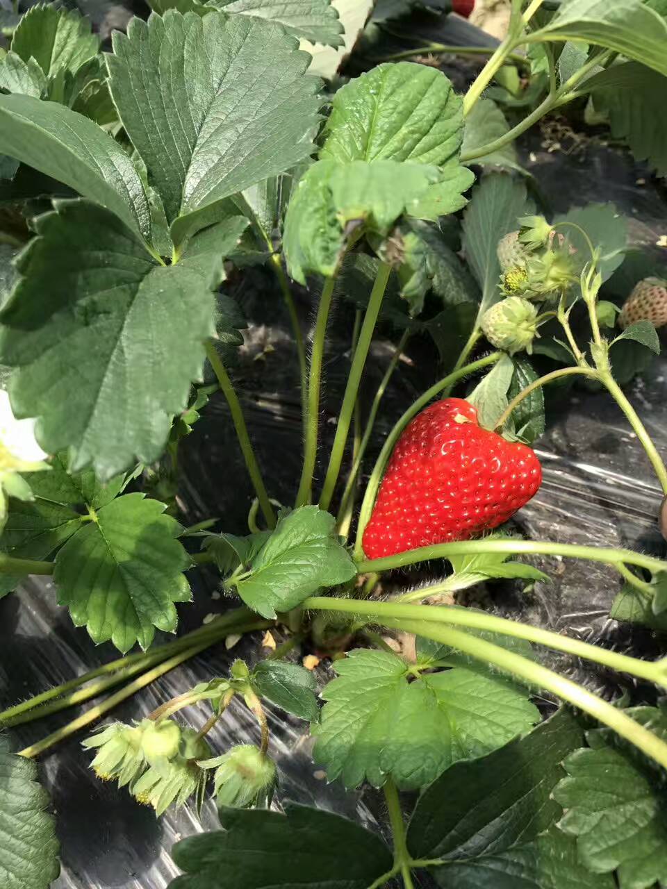 云南天仙醉草莓苗亩种植数量