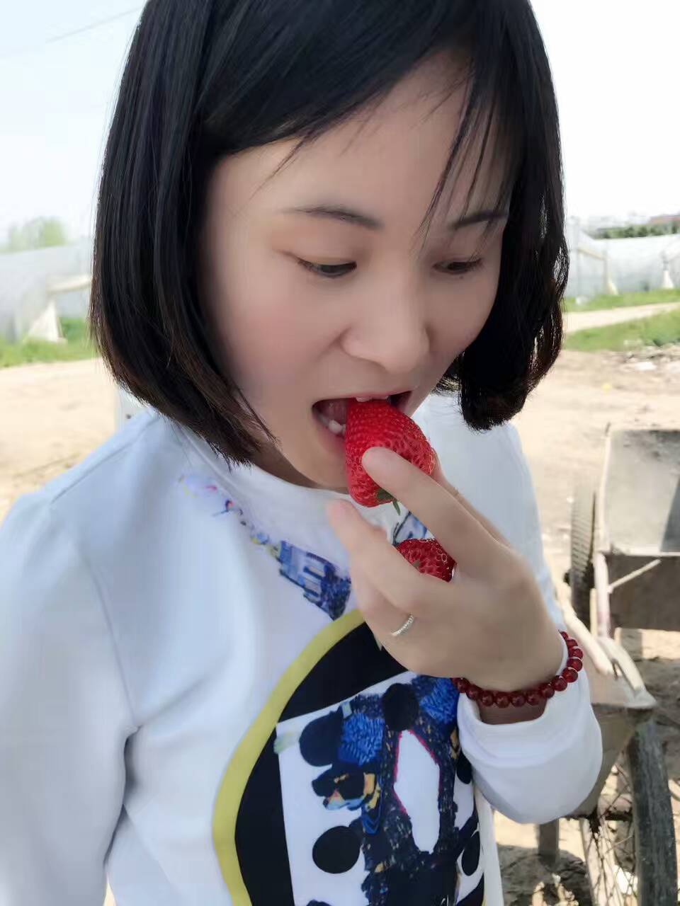 河南拉松6号草莓苗品种介绍