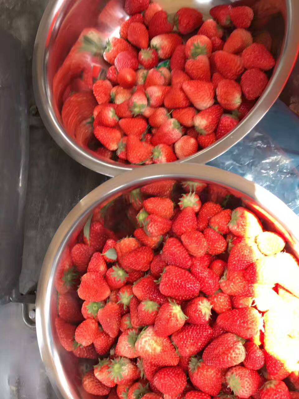 甜查理草莓苗基地