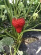 河北丰香草莓苗好销售的新品种