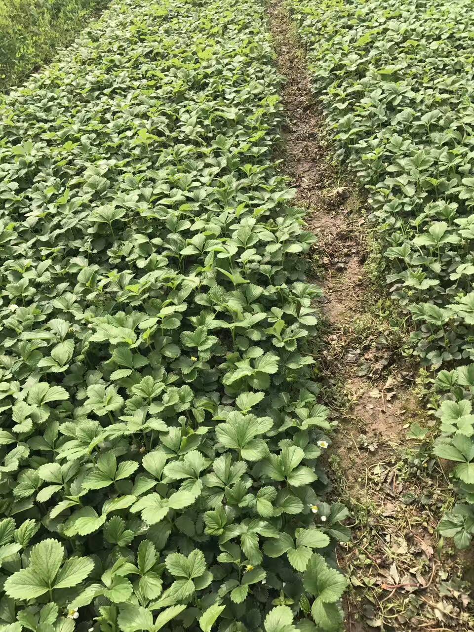 四川鬼怒甘草莓苗怎么样种植成活率高