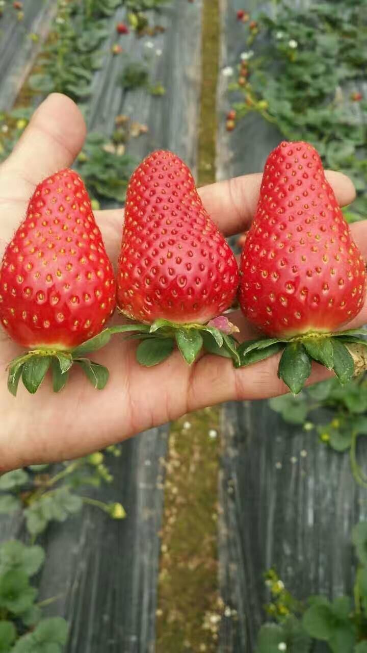 云南甜宝草莓苗怎么种植