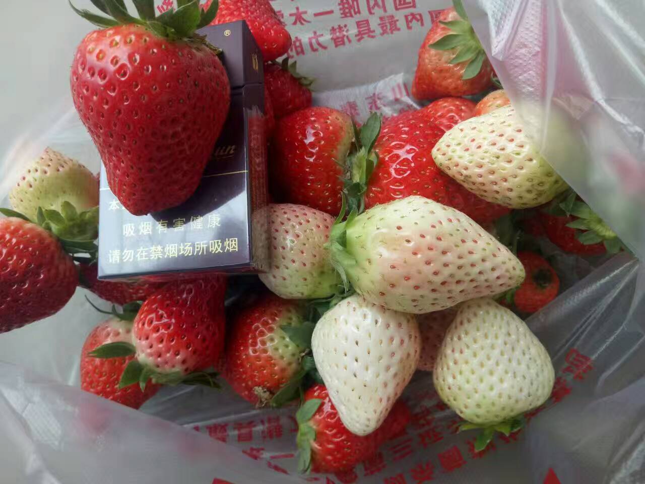 云南大棚草莓苗出售