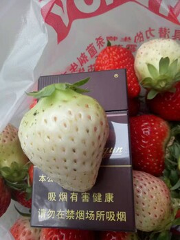 广东宁玉草莓苗成熟期口感好