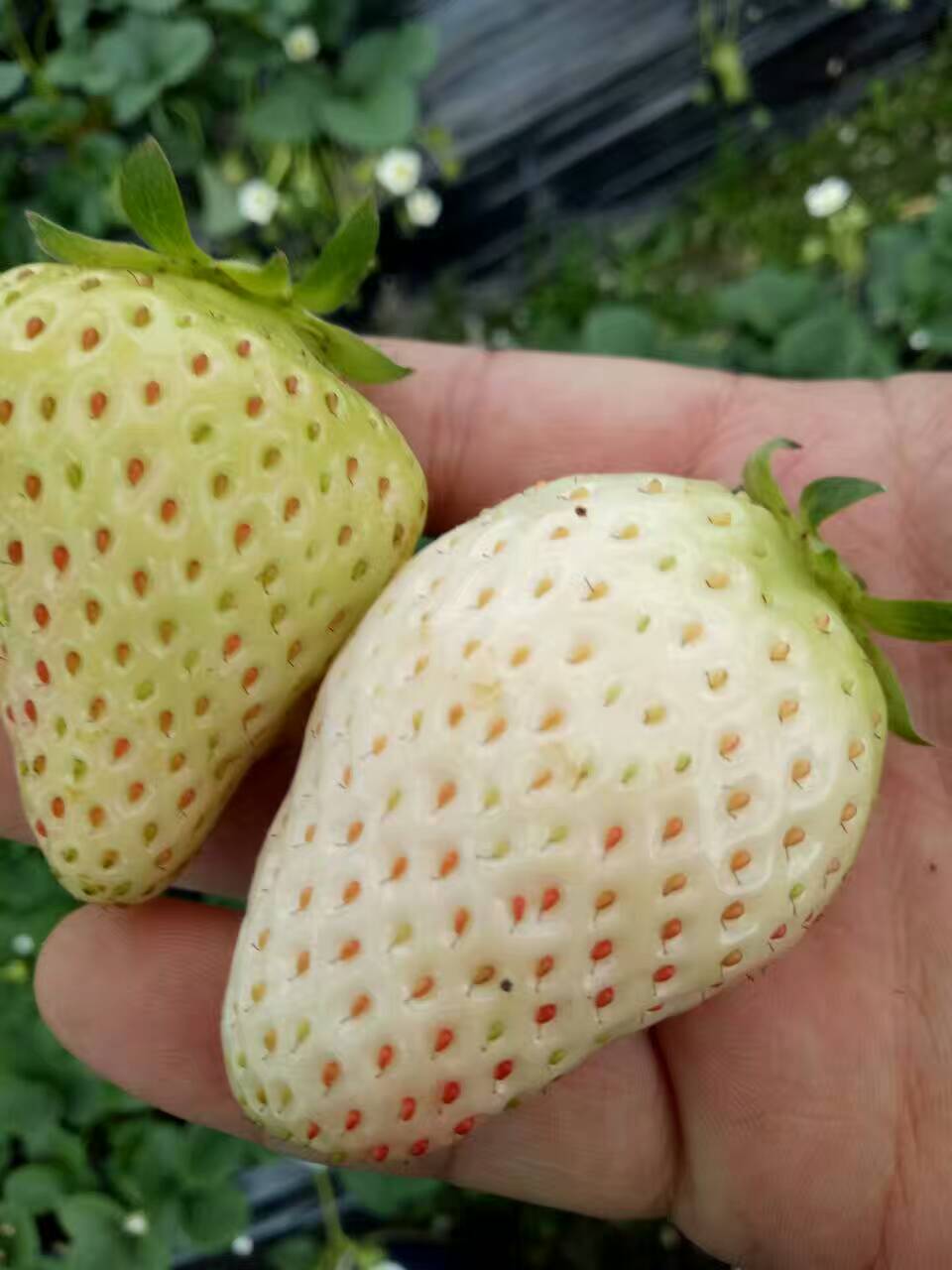 红颜草莓苗一亩地产量欢迎考察