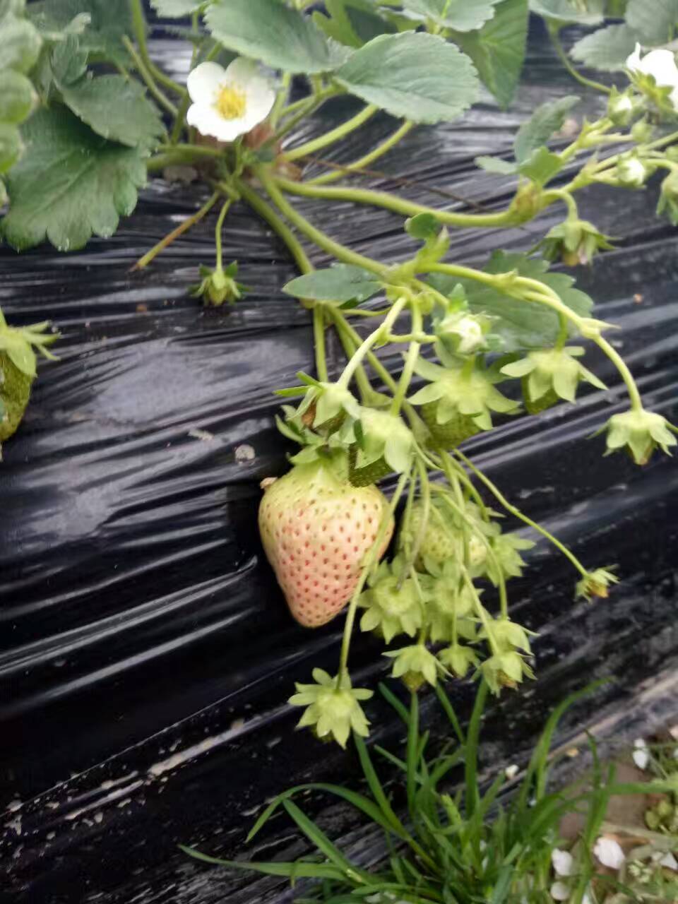 河南大棚草莓苗批发商