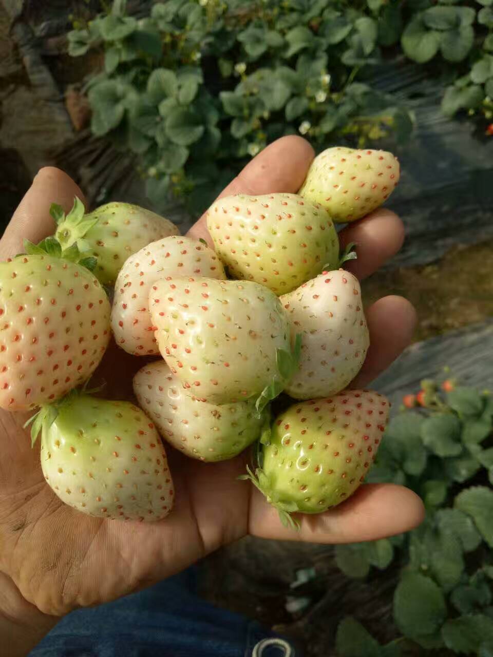江苏贵草莓苗新品种产地在哪