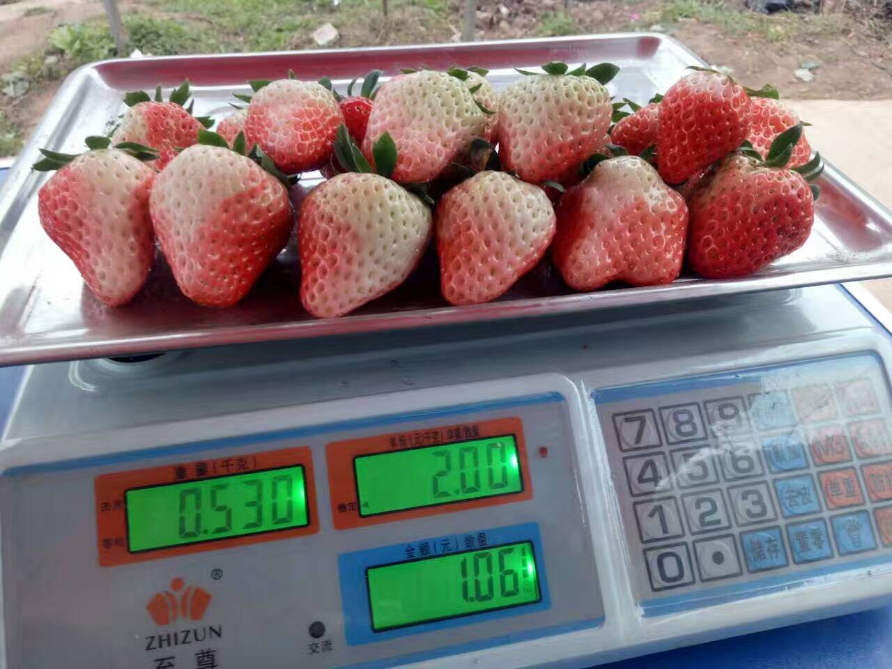 贵州拉松6号草莓苗一亩地产量