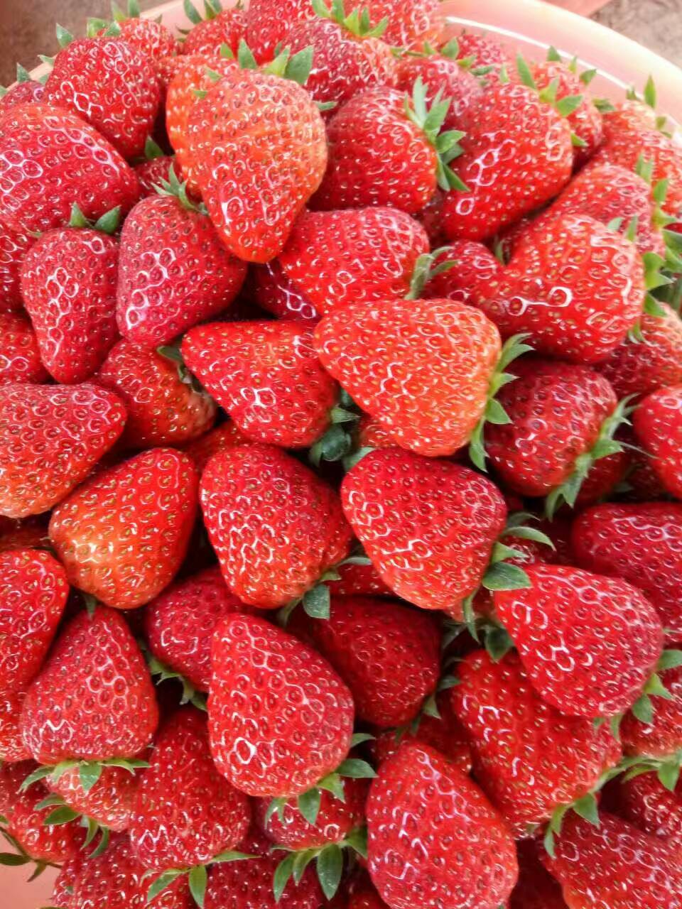 湖北甜宝草莓苗新品种产地在哪