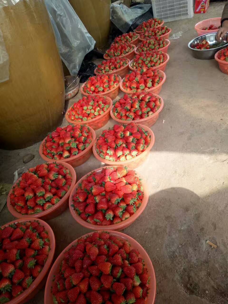 吉林大棚草莓苗品种介绍